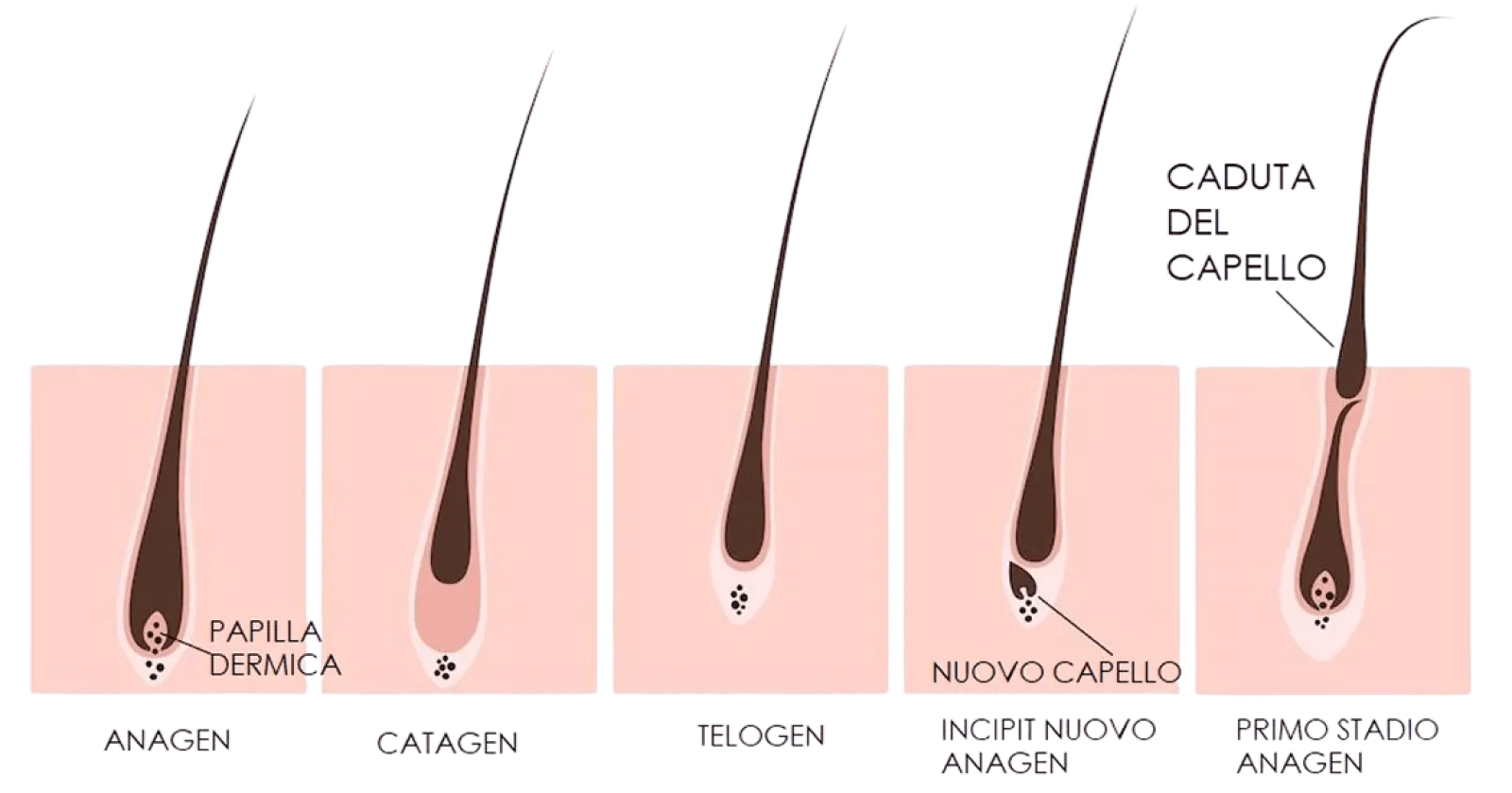 Diagramma delle fasi del ciclo di vita del capello: anagen, catagen, telogen