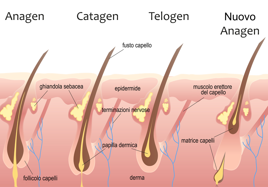 Human head hair growth cycle. Biological catagen, telogen phases